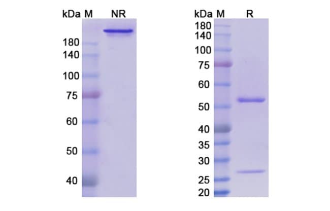 100UG VOLOCIXIMAB ANTIBODY 100 UG