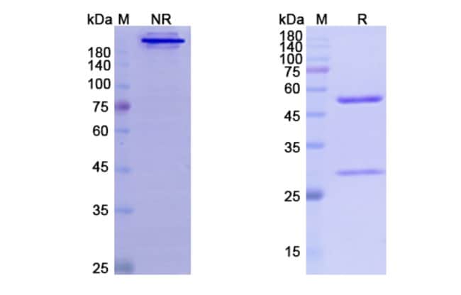 100UG BESILESOMAB ANTIBODY 100 UG
