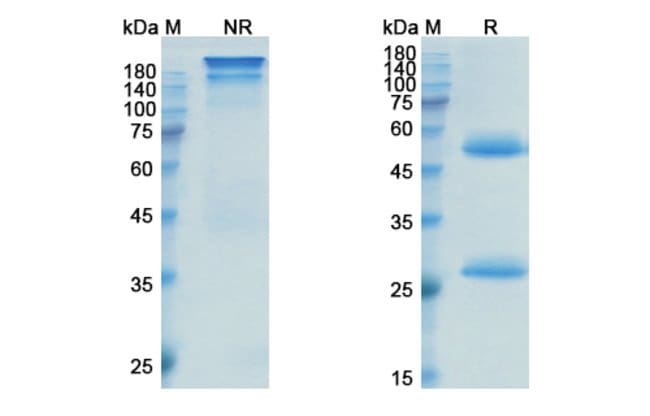 100UG INOTUZUMAB ANTIBODY 100 UG