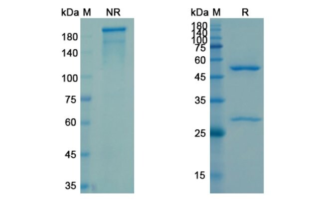 100UG RAXIBACUMAB ANTIBODY 100 UG