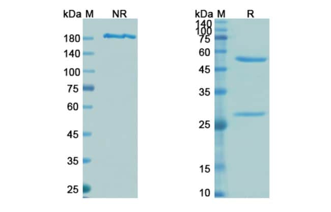 100UG TEFIBAZUMAB ANTIBODY 100 UG