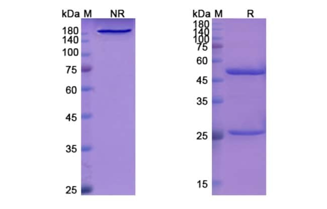 100UG LIBIVIRUMAB ANTIBODY 100 UG