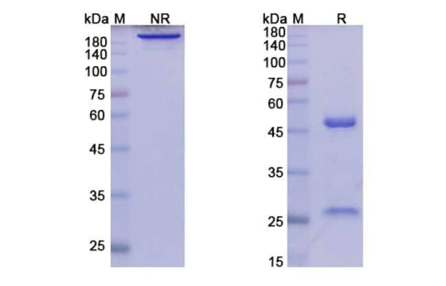 100UG ELSILIMOMAB ANTIBODY 100 UG