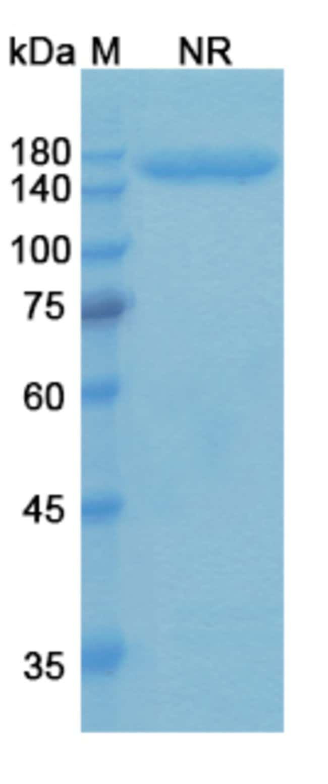 100UG TALQUETAMAB ANTIBODY 100 UG