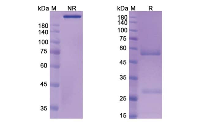 100UG ASELIZUMAB ANTIBODY 100 UG