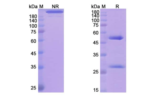 100UG TENELIXIMAB ANTIBODY 100 UG