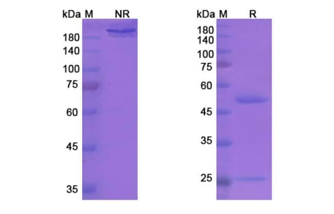 100UG VAPALIXIMAB ANTIBODY 100 UG