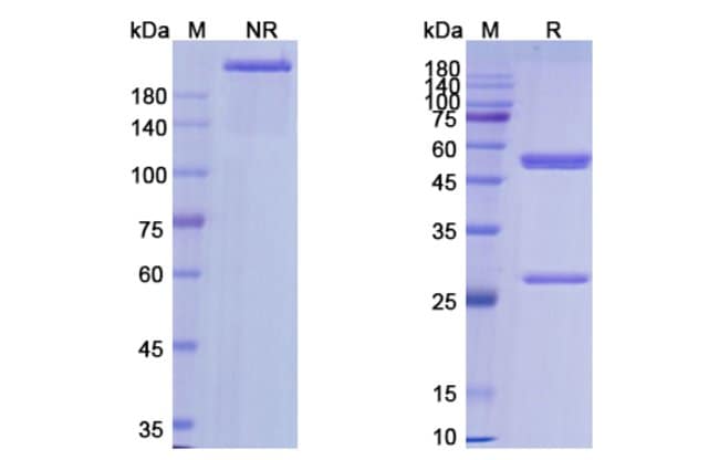100UG LEMALESOMAB ANTIBODY 100 UG