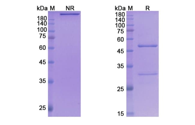100UG TAPLITUMOMAB ANTIBODY 100 UG