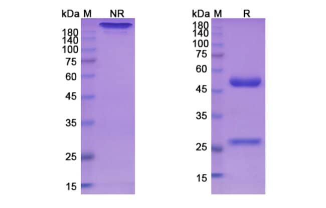 100UG BIVATUZUMAB ANTIBODY 100 UG