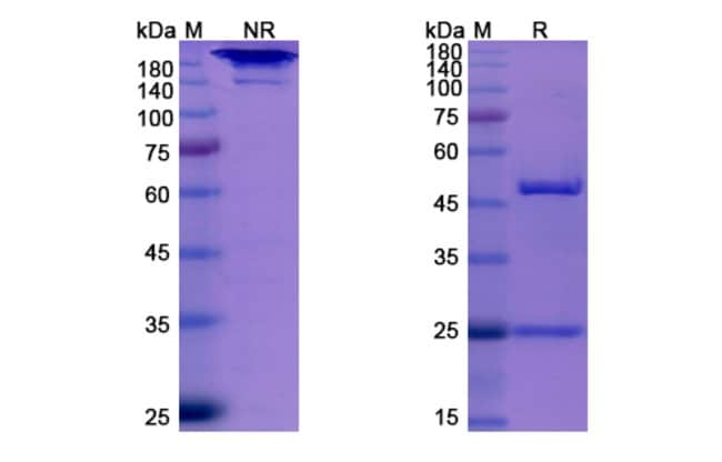 100UG ELOTUZUMAB ANTIBODY 100 UG