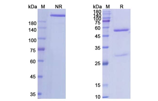 100UG ROBATUMUMAB ANTIBODY 100 UG
