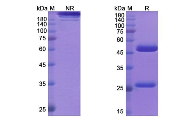 100UG SOLANEZUMAB ANTIBODY 100 UG