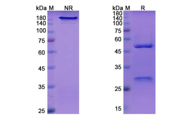 100UG VEDOLIZUMAB ANTIBODY 100 UG