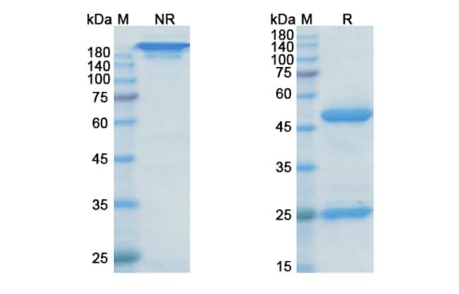 100UG RILOTUMUMAB ANTIBODY 100 UG