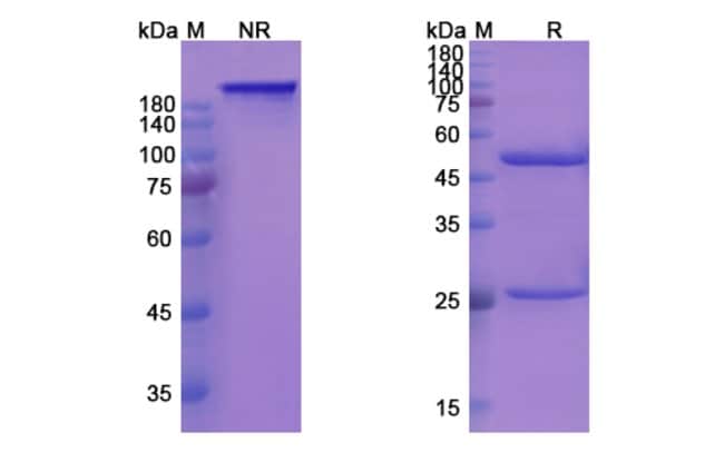 100UG ROVELIZUMAB ANTIBODY 100 UG