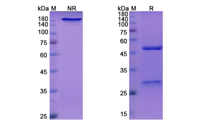 100UG NERELIMOMAB ANTIBODY 100 UG
