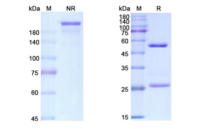 100UG ATOROLIMUMAB ANTIBODY 100 UG