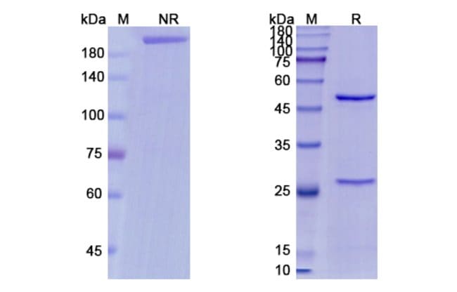 100UG MINRETUMOMAB ANTIBODY 100 UG