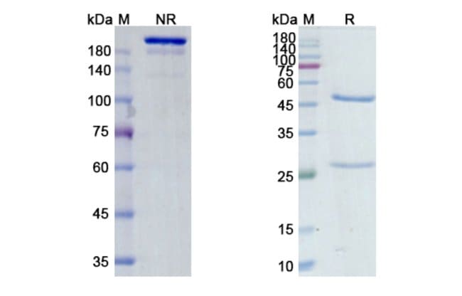 100UG MOROLIMUMAB ANTIBODY 100 UG