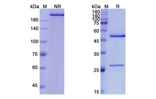 100UG ALTUMOMAB ANTIBODY 100 UG