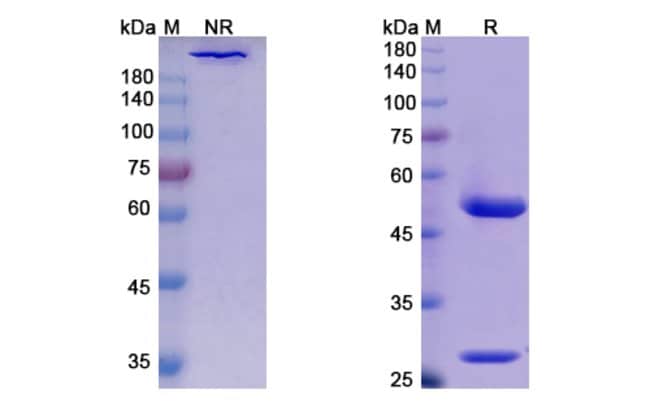 100UG DETUMOMAB ANTIBODY 100 UG