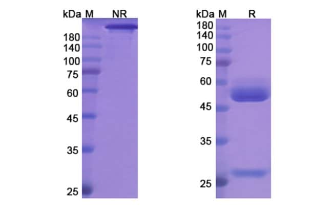 100UG MASLIMOMAB ANTIBODY 100 UG