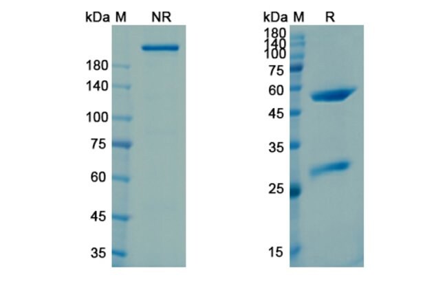100UG INTETUMUMAB ANTIBODY 100 UG