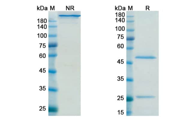 100UG SIFALIMUMAB ANTIBODY 100 UG