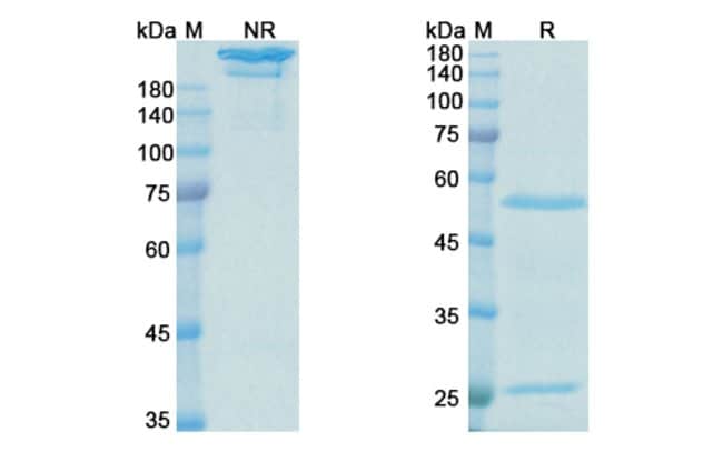 100UG LEBRIKIZUMAB ANTIBODY 100 UG