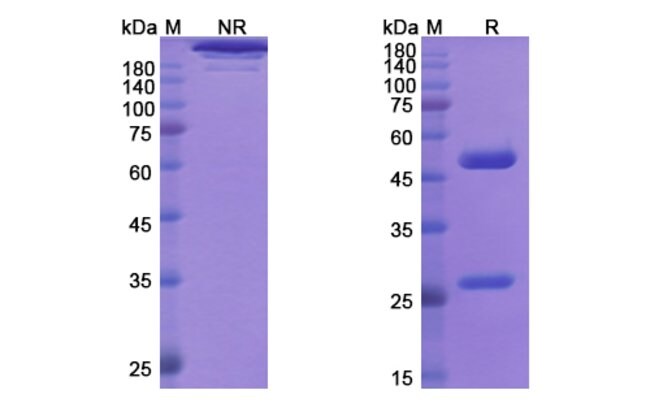 100UG RONTALIZUMAB ANTIBODY 100 UG