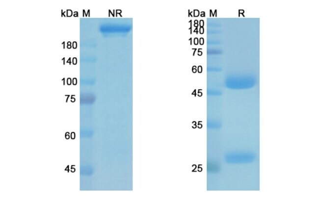 100UG SUVIZUMAB ANTIBODY 100 UG