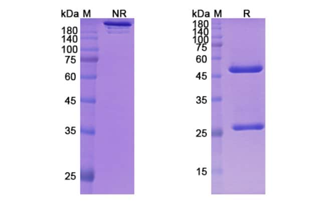 100UG MAVRILIMUMAB ANTIBODY 100 UG