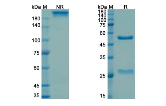 100UG DROZITUMAB ANTIBODY 100 UG