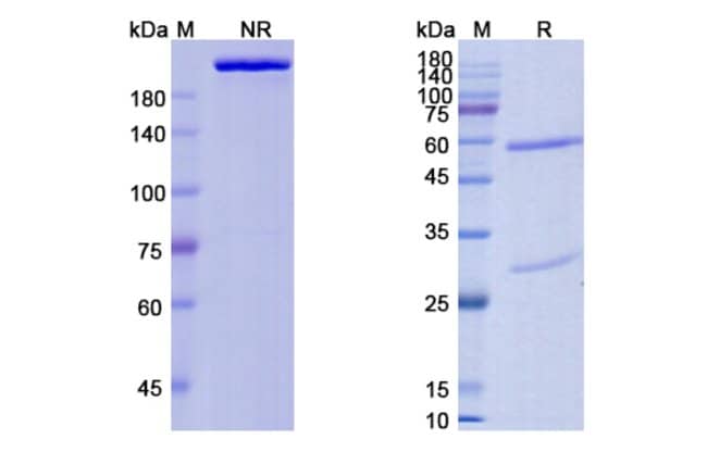 100UG FORALUMAB ANTIBODY 100 UG