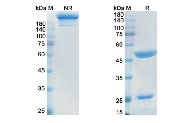 100UG ITOLIZUMAB ANTIBODY 100 UG