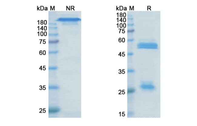 100UG OLARATUMAB ANTIBODY 100 UG