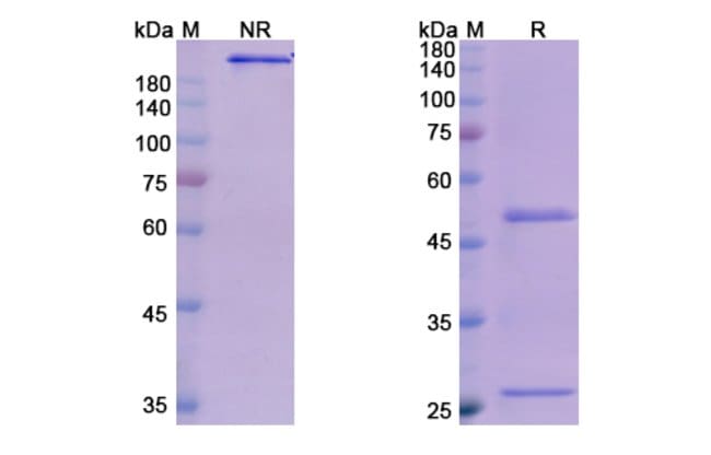 100UG OLOKIZUMAB ANTIBODY 100 UG