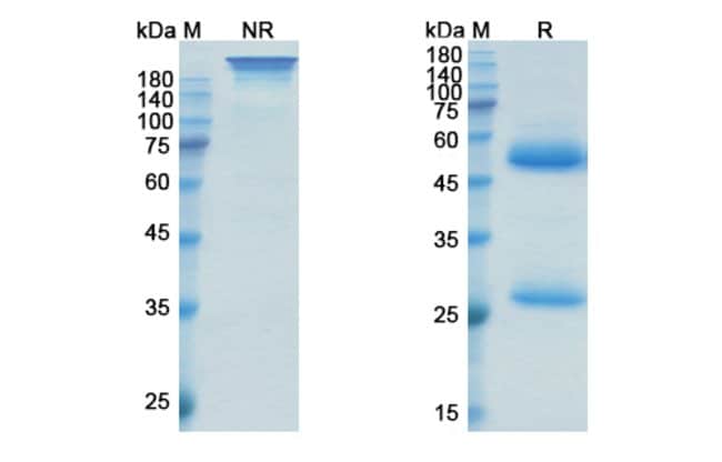 100UG OXELUMAB ANTIBODY 100 UG