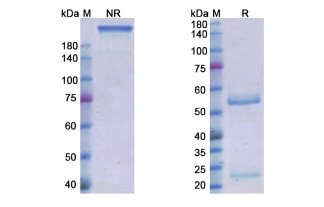 100UG ROLEDUMAB ANTIBODY 100 UG