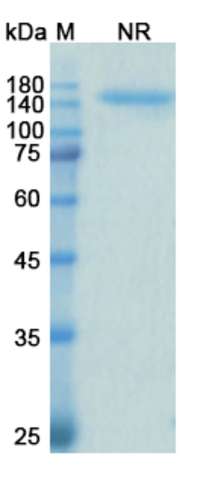 100UG SAMALIZUMAB ANTIBODY 100 UG