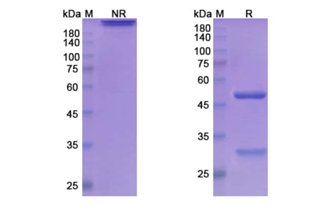 100UG ATINUMAB ANTIBODY 100 UG