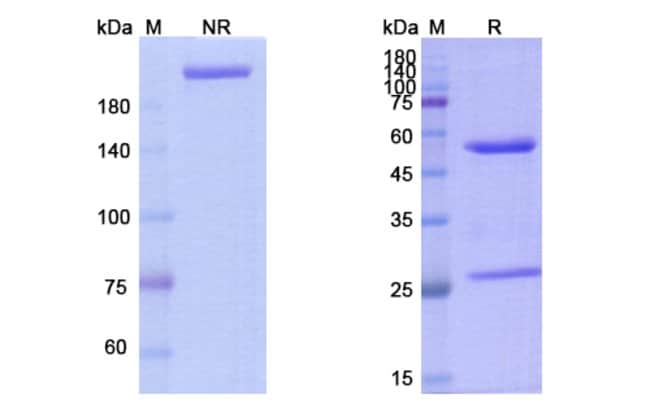 100UG CARLUMAB ANTIBODY 100 UG