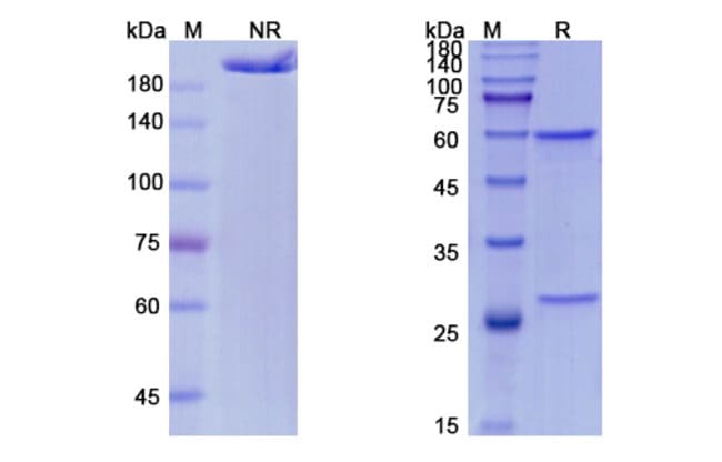 100UG FULRANUMAB ANTIBODY 100 UG