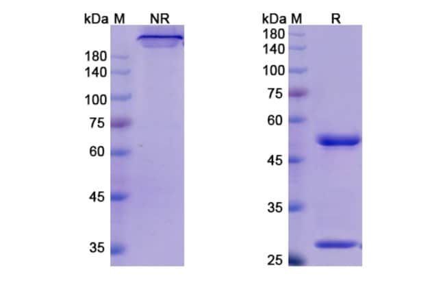100UG MOGAMULIZUMAB ANTIBODY 100 UG