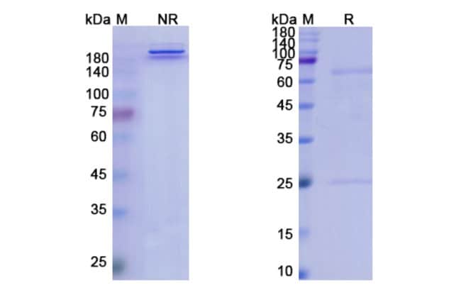 100UG PONEZUMAB ANTIBODY 100 UG