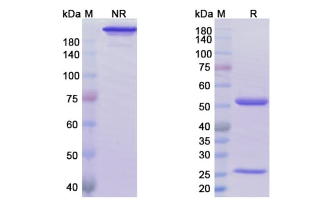 100UG UBLITUXIMAB ANTIBODY 100 UG