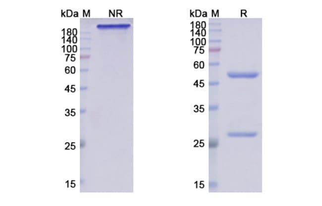100UG CRENEZUMAB ANTIBODY 100 UG