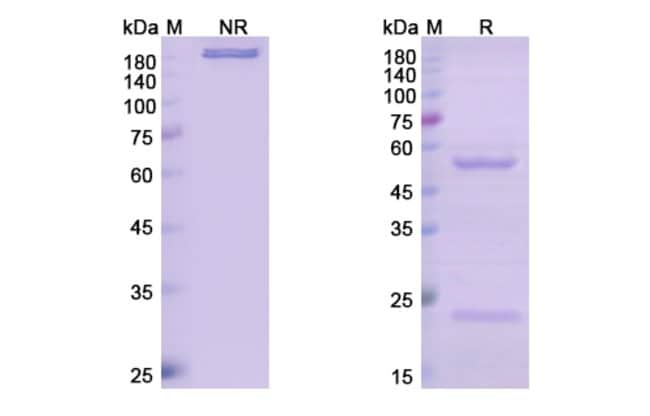 100UG NARNATUMAB ANTIBODY 100 UG