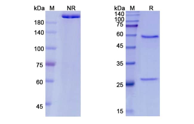 100UG PATECLIZUMAB ANTIBODY 100 UG